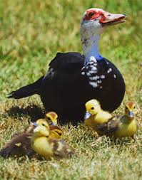 Black Muscovy Ducklings